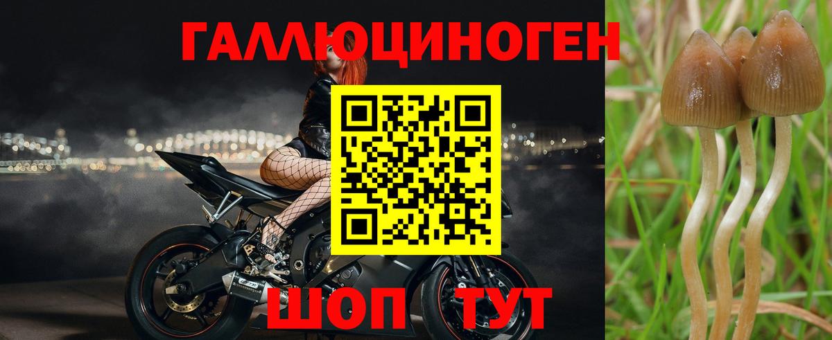 Галлюциногенные грибы Psilocybe Выкса
